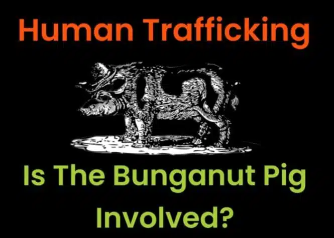 Is The Bunganut Pig involved in human trafficking?